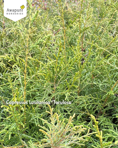 Cupressus Lusitanica Torulosa - 50 Plants